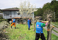 畑の整備(不要になったナシの木の伐採)