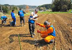 添え木を打ち込み、苗を植える