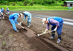 鍬を使用し、畝(うね)をつくる