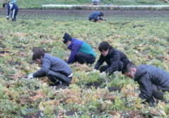 トウキ畑にて草取り