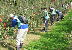 りんごの玉回し作業(29日)