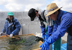 500kgのわかめを湯通し