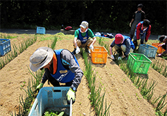 除草作業をお手伝い